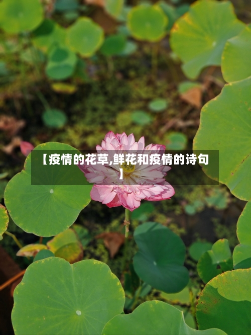 【疫情的花草,鲜花和疫情的诗句】