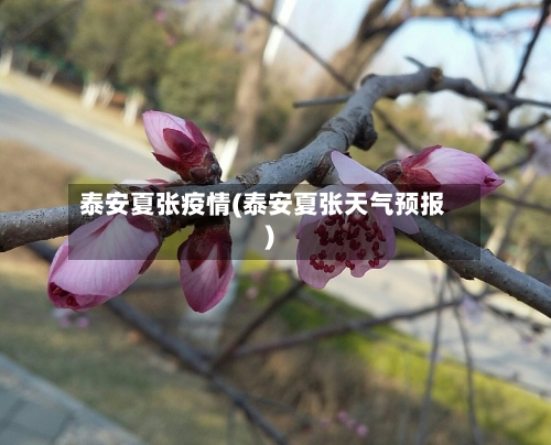 泰安夏张疫情(泰安夏张天气预报)