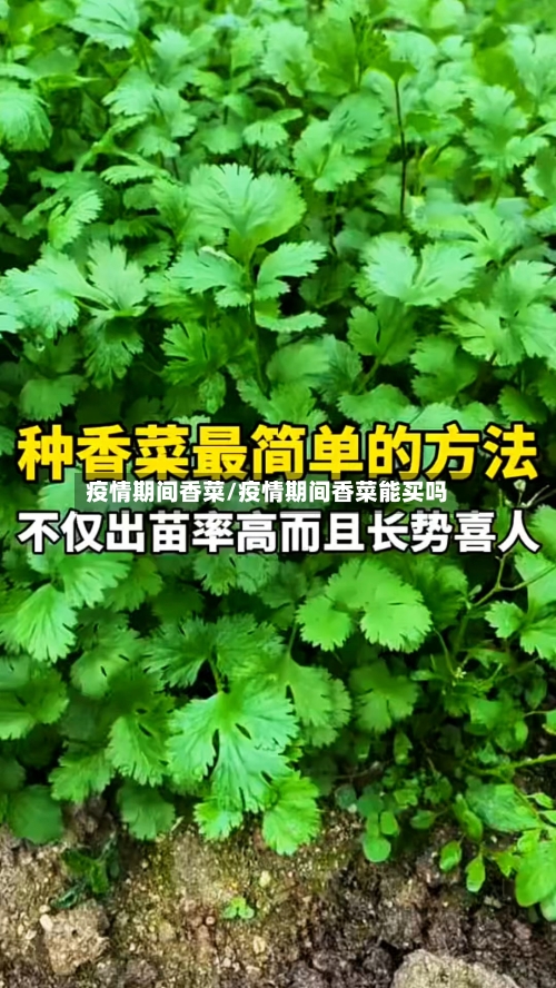 疫情期间香菜/疫情期间香菜能买吗