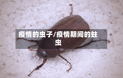 疫情的虫子/疫情期间的蛀虫