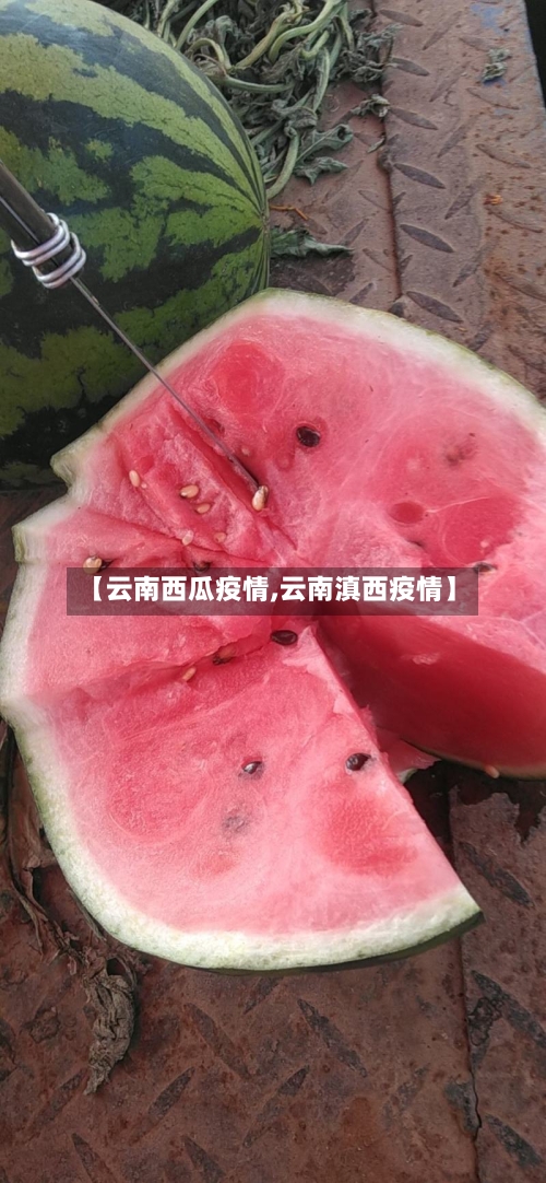 【云南西瓜疫情,云南滇西疫情】