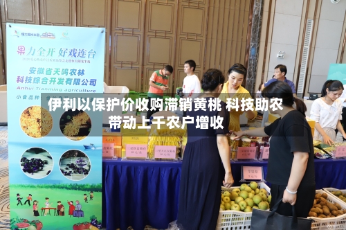 伊利以保护价收购滞销黄桃 科技助农带动上千农户增收