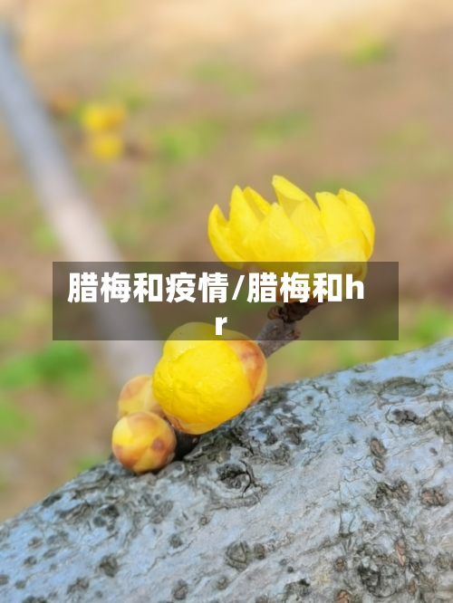腊梅和疫情/腊梅和hr