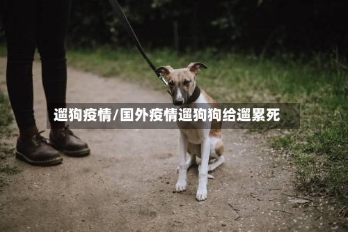 遛狗疫情/国外疫情遛狗狗给遛累死