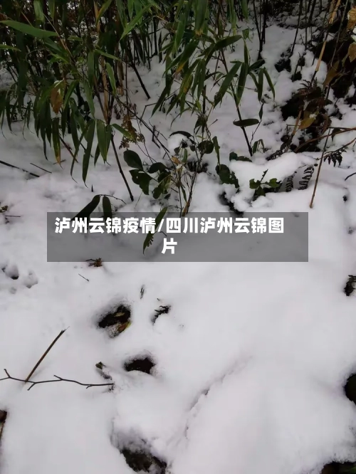 泸州云锦疫情/四川泸州云锦图片