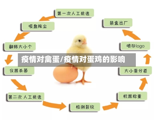 疫情对禽蛋/疫情对蛋鸡的影响