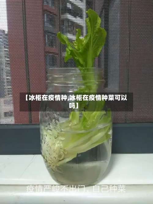 【冰柜在疫情种,冰柜在疫情种菜可以吗】