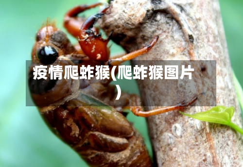 疫情爬蚱猴(爬蚱猴图片)