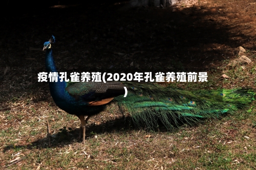 疫情孔雀养殖(2020年孔雀养殖前景)