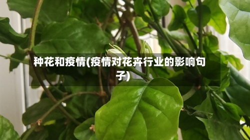 种花和疫情(疫情对花卉行业的影响句子)
