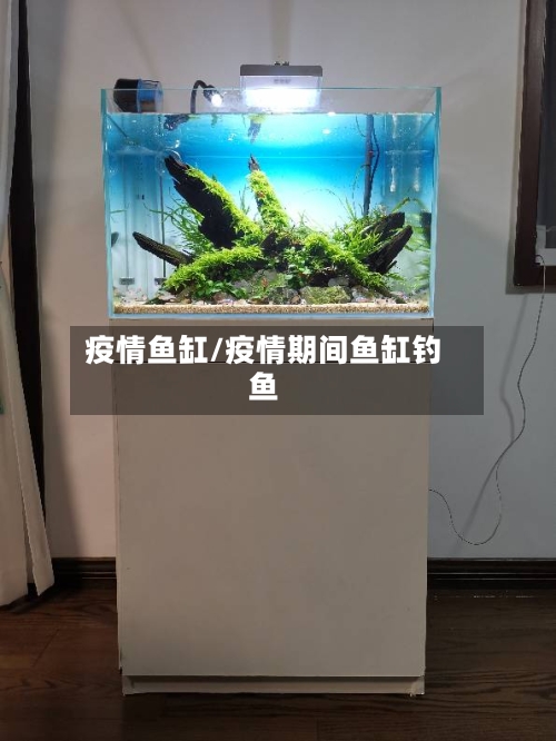 疫情鱼缸/疫情期间鱼缸钓鱼