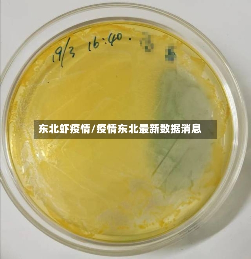 东北虾疫情/疫情东北最新数据消息