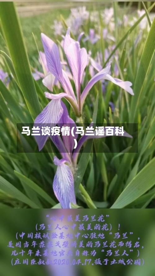 马兰谈疫情(马兰谣百科)