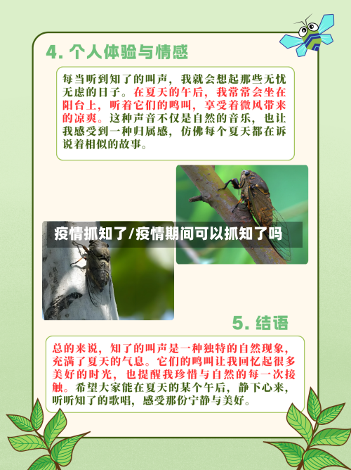 疫情抓知了/疫情期间可以抓知了吗