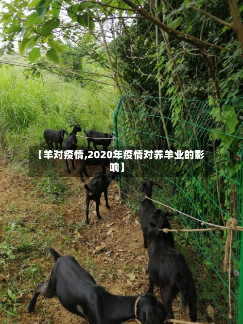【羊对疫情,2020年疫情对养羊业的影响】