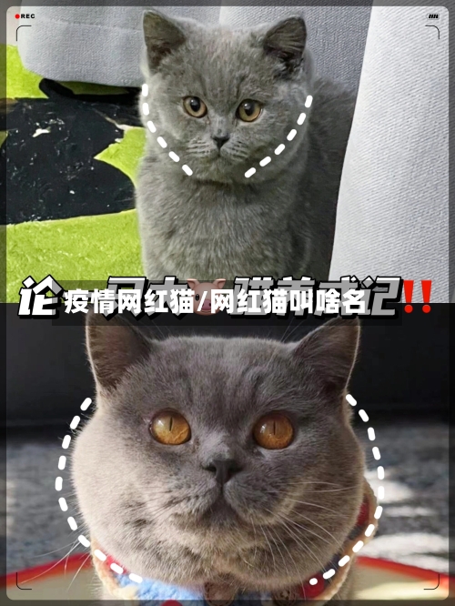 疫情网红猫/网红猫叫啥名