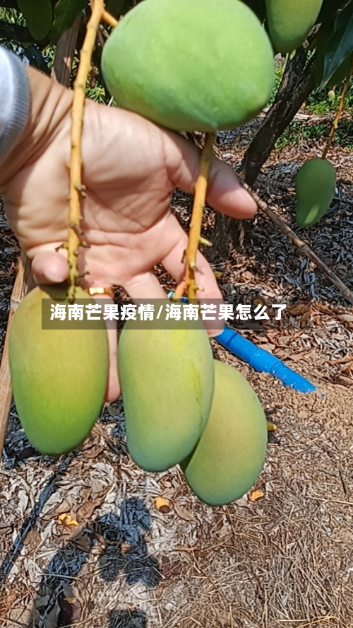 海南芒果疫情/海南芒果怎么了