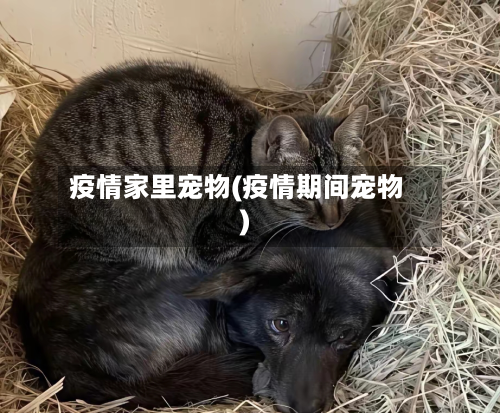 疫情家里宠物(疫情期间宠物)