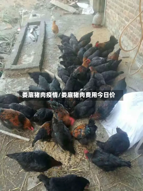 娄底猪肉疫情/娄底猪肉费用今日价