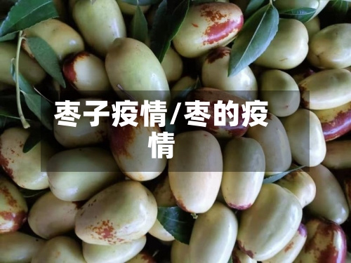 枣子疫情/枣的疫情