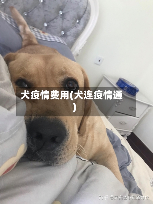 犬疫情费用(犬连疫情通)