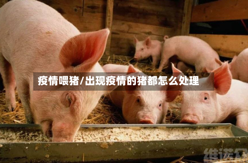 疫情喂猪/出现疫情的猪都怎么处理