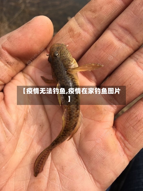 【疫情无法钓鱼,疫情在家钓鱼图片】