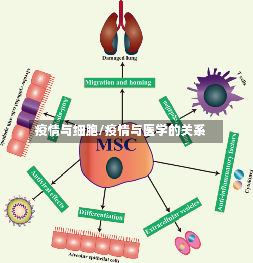 疫情与细胞/疫情与医学的关系