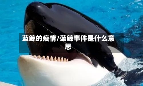 蓝鲸的疫情/蓝鲸事件是什么意思