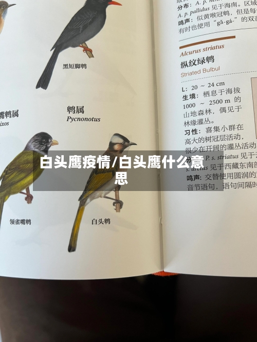 白头鹰疫情/白头鹰什么意思