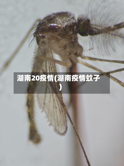 湖南20疫情(湖南疫情蚊子)