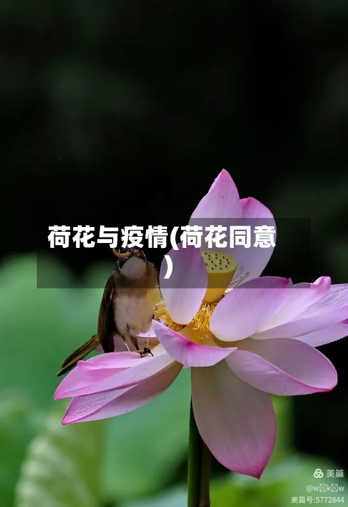 荷花与疫情(荷花同意)