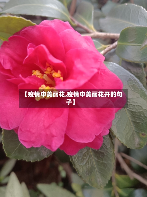 【疫情中美丽花,疫情中美丽花开的句子】