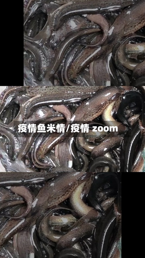 疫情鱼米情/疫情 zoom