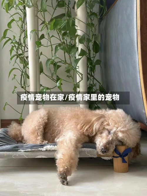 疫情宠物在家/疫情家里的宠物