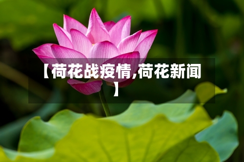 【荷花战疫情,荷花新闻】