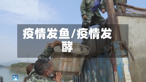 疫情发鱼/疫情发酵