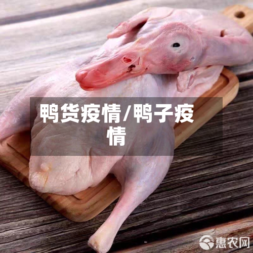 鸭货疫情/鸭子疫情