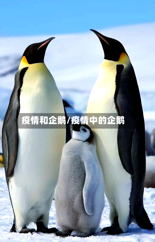 疫情和企鹅/疫情中的企鹅