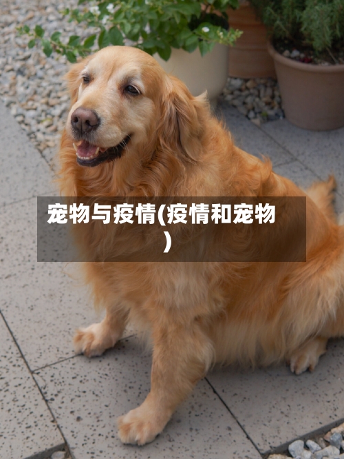 宠物与疫情(疫情和宠物)