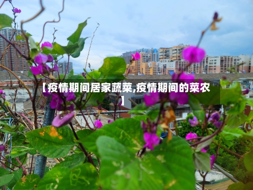 【疫情期间居家蔬菜,疫情期间的菜农】
