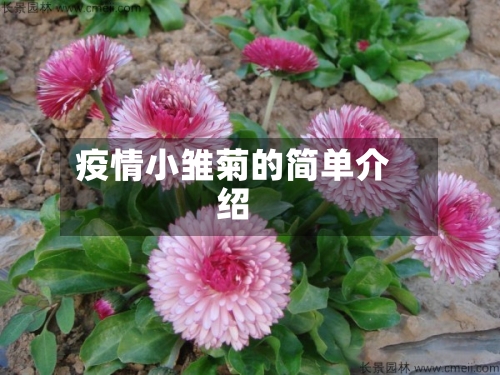 疫情小雏菊的简单介绍