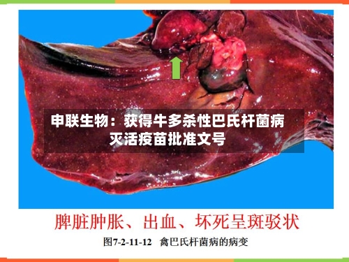 申联生物:获得牛多杀性巴氏杆菌病灭活疫苗批准文号