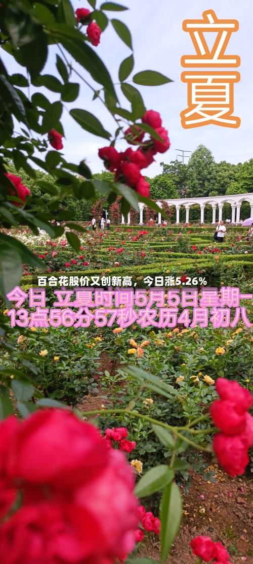 百合花股价又创新高,今日涨5.26%