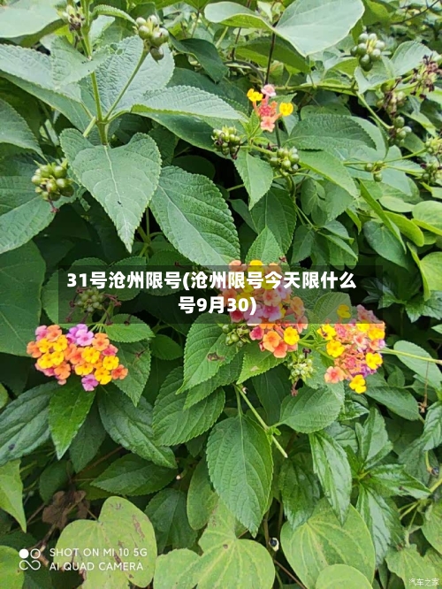 31号沧州限号(沧州限号今天限什么号9月30)