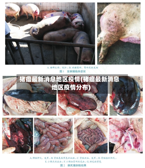 猪瘟最新消息地区疫情(猪瘟最新消息地区疫情分布)