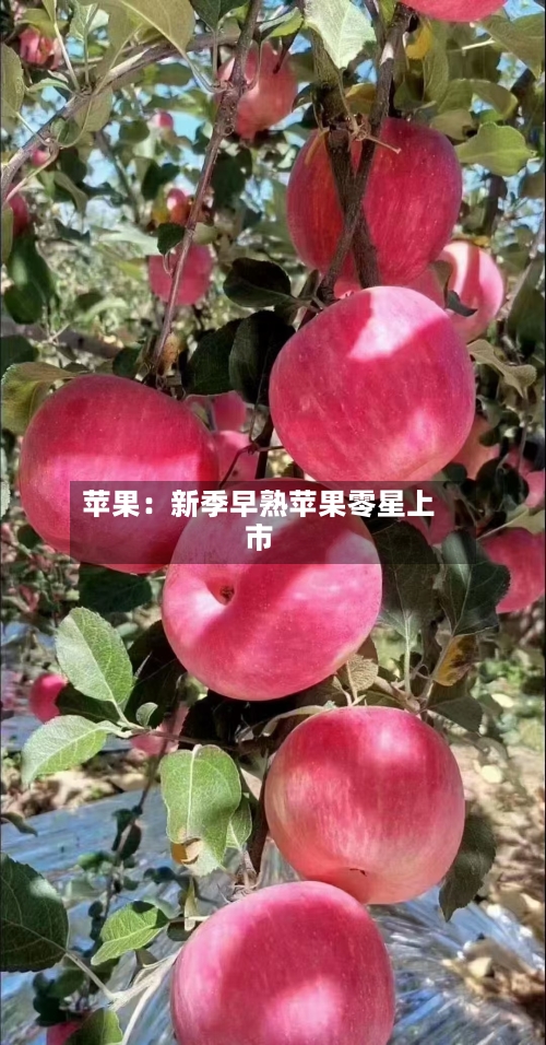 苹果：新季早熟苹果零星上市-第1张图片