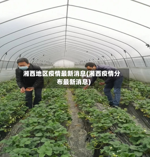 湘西地区疫情最新消息(湘西疫情分布最新消息)