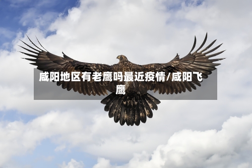 咸阳地区有老鹰吗最近疫情/咸阳飞鹰